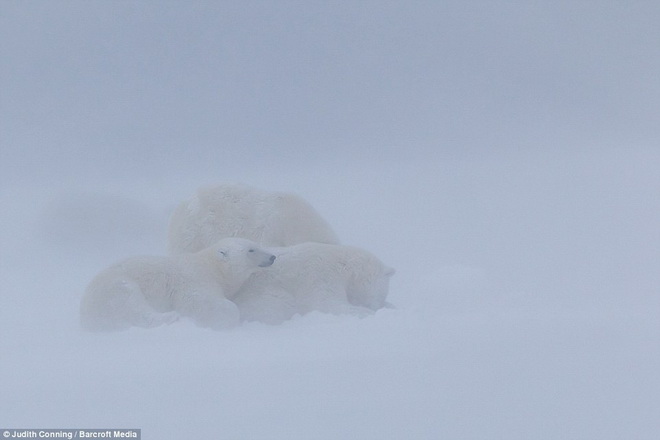 Tôi thực sự xúc động khi nghĩ về những khó khăn chúng phải trải qua. Nhiều con gấu bắc cực có thể chết vì đói hoặc chết đuối,  Conning cho biết.